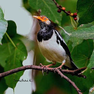 Jalak Suren - Asian Pied Starling (Gracupica contra) 4